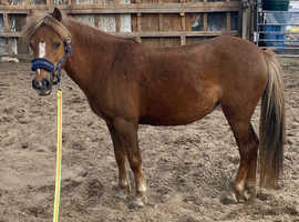 12hh pony for sale