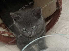 BEAUTIFUL GENTLE NATURED RUSSIAN BLUE KITTENS