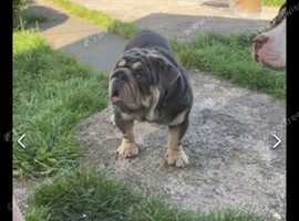 Blue merle bulldog for sale sale near me