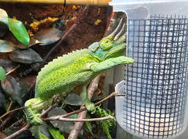 Jackson's Chameleon