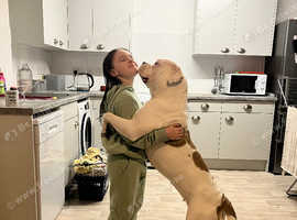 Alapaha blue blooded bulldog Nellie 1 and half years old