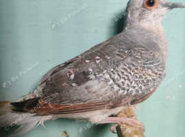 Young diamond dove 12 weeks