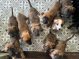 Collie x bull x greyhound puppies (lurchers)