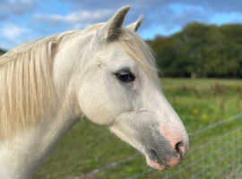 Ralph is looking for a full loan home