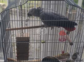 African grey parrots(sold)