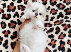 Cute kittens
