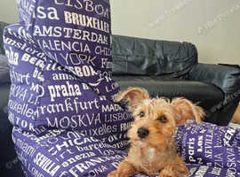 8 month old Yorkshire terrier x jack russell