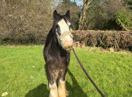 Blagsdon cob.