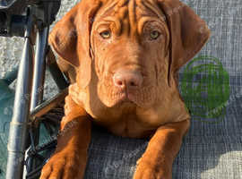 4 boys Readyj to go - Hungarian Vizsla KC reg  pups