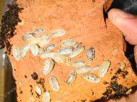 Snow White isopods for sale