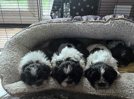 Shih tzu clearance cross patterdale