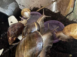 Giant land snails and enclosure