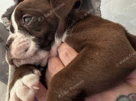 Olde English bulldog puppies