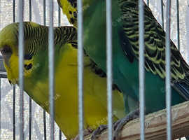 6 Budgies for sale as pairs (Without cage)