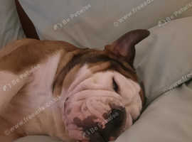 English Bulldog