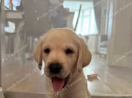 puppies