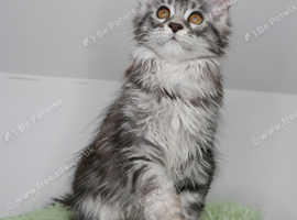 Stunning Maine Coons kittens !