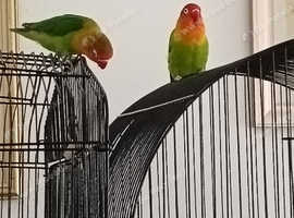 Two love birds for sale