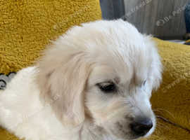 Beautiful Golden Retriever Puppy