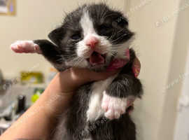 2 male kittens