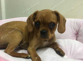 Find Pugalier Dogs Pug Cross Cavalier King Charles Spaniel For
