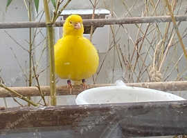 Fife canaries