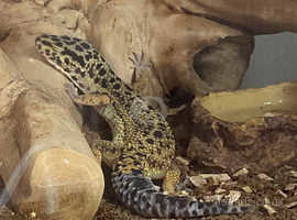 Beautiful Leopard Gecko for Sale
