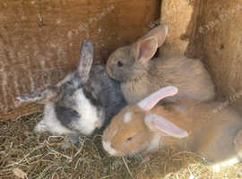 4 beautiful mini lops