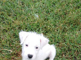 **Parson Russell Terriers** 1 boys still available 24th Aug