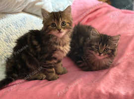 Norwegian Forest x Scottish Fold kittens