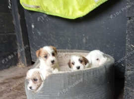 Sealyham x Jack Russell terrier