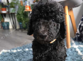 Standard Goldendoodle Puppies!
