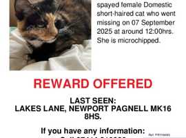 MISSING CAT NEWPORT PAGNELL