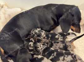 Miniature Dachshund Puppies clear