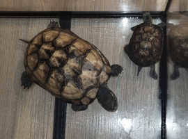 Reeves Turtles for sale