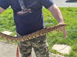 Jungle Boa