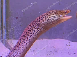 3ft Long Tiger Moray Eel For Sale.