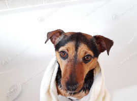 Jack Russell Spayed Adult Female