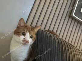 Beautiful 4 year old male