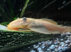 Adult female L144 blue eyed lemon pleco