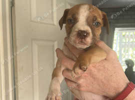 Staffordshire bull terrier pups ready