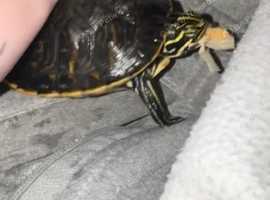 Turtles leeds