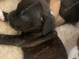 Stocky staffs puppies