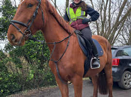 Max 16.3/17hh gelding gentle giant