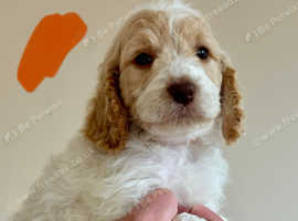 Cockapoo puppies miniature only 4 left roans and parti show cocker spaniel mum