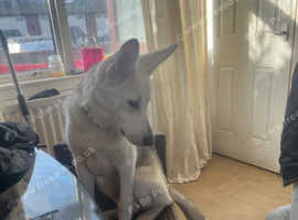 Gorgeous 7 month old husky