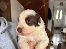 Bearded cross border collie puppies for sale