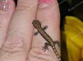 Mourning geckos