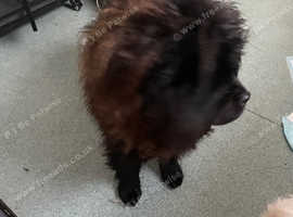 Chow chow