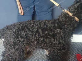 Sally for sale to rehome